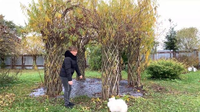 Русская ива. Видео-обзор. Экскурсия по нашему участку: разноцветные деревья, изгородь и беседка. смотреть онлайн