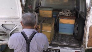 перевозка пчёл