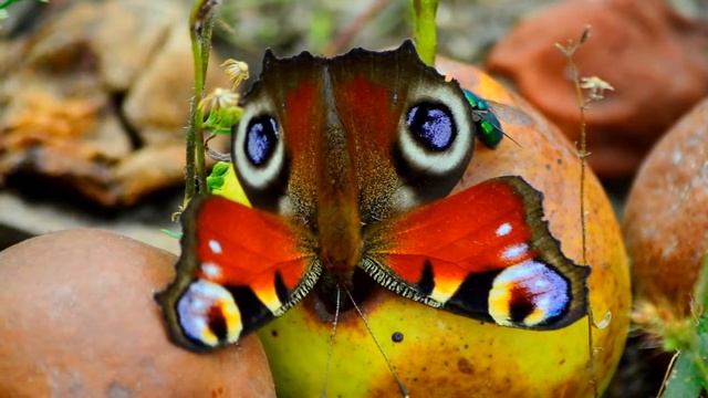 Осеннее настроение смотреть онлайн