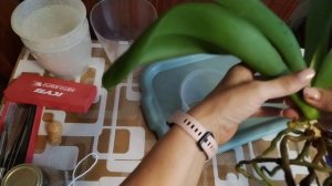 Пересадочка орхидеи 💞