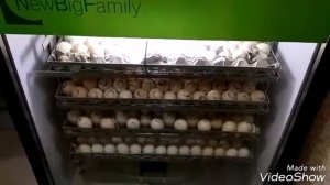 Ну что!? Поехали 🚀🚀🚀!!! Инкубируем в NBF-600