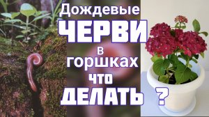 Дождевые ЧЕРВИ в горшках КА...ТЬ или ПОМИЛОВАТЬ ? ОТВЕТЫ на ваши ВОПРОСЫ . Уход за ГОРТЕНЗИЕЙ