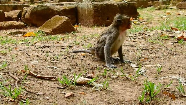 terrible !! Roll Royce fight baby seriously,Why he do like this? BronX very frighten cry loudly,Pit смотреть онлайн