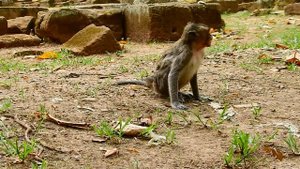 terrible !! Roll Royce fight baby seriously,Why he do like this? BronX very frighten cry loudly,Pit