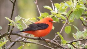 Scarlet tanager in my apple tree just inches away 5/11/2020