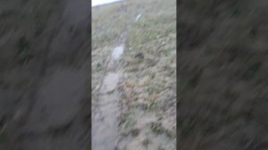 татра 815 8×8 провалился