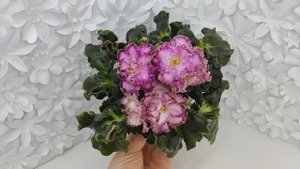 Фиалка ЛЕ-Пряная Корица
