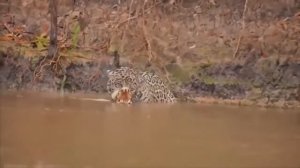 Jaguar Vs Croc & Leopard Vs Alligator A great Fight Combination....