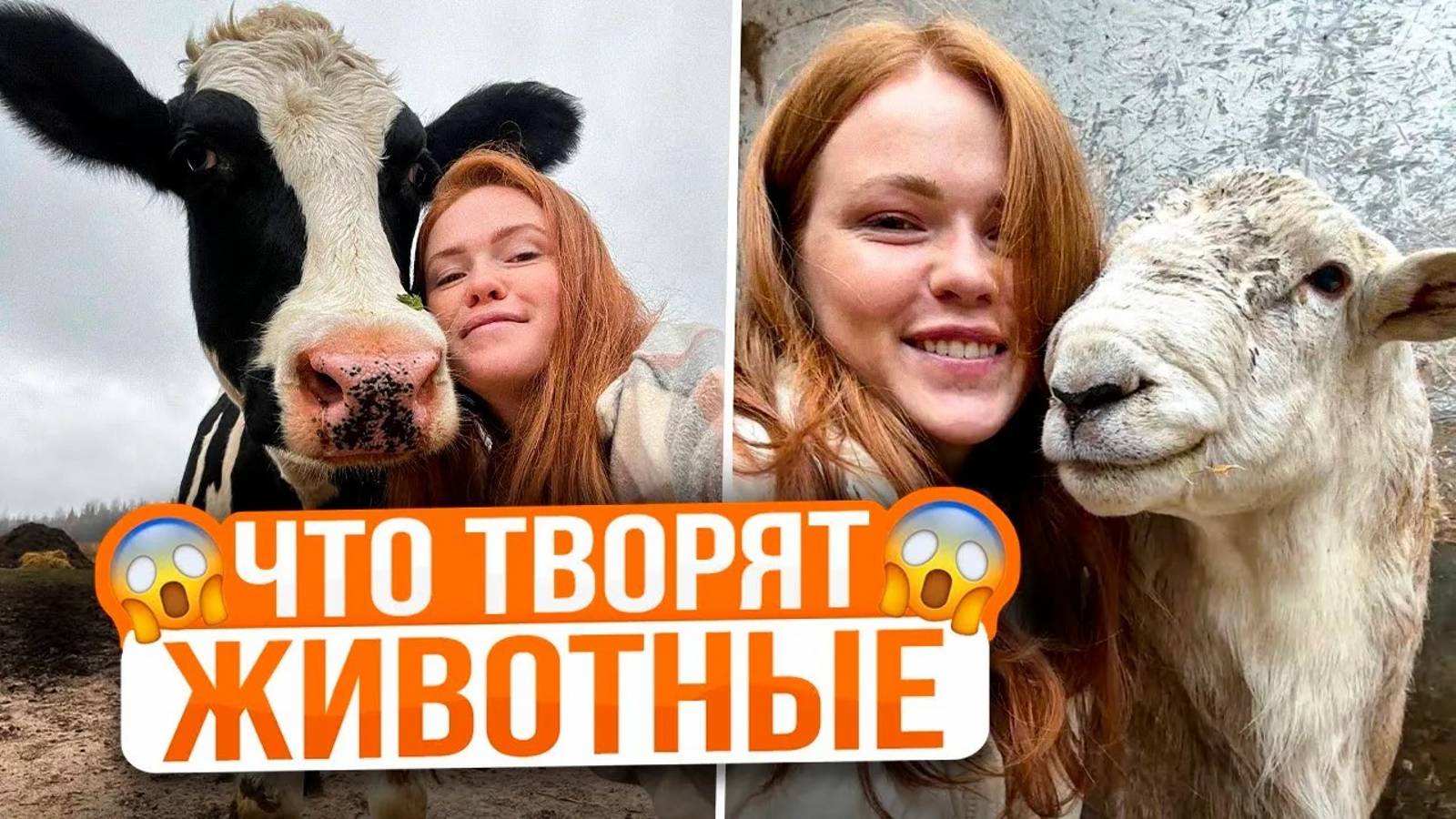 БАРАН И КОРОВА ДОВЕЛИ ДО СЕДЫХ ВОЛОС ФЕРМЕРА | Приключения животных продолжаются