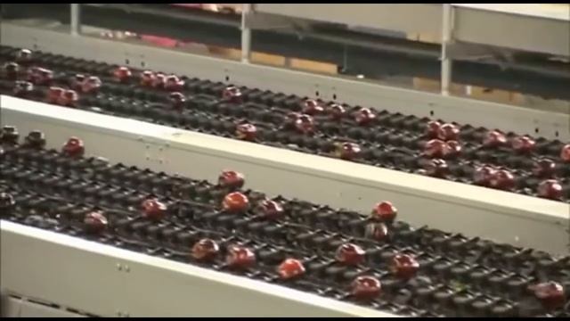 Modern Apple Harvesting &  Fruit Processing Line Machine, Amazing Farming Technology tool | Machine