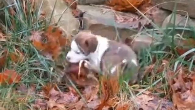 Puppy #4 From Jac’s 11-04-19 Jackiepoo Litter—StarView JackaPoos смотреть онлайн