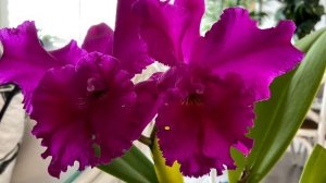 「21340」卡特兰如何养护【养兰指南】Cattleya，兰花经验汇总// 静姐说花800 -1