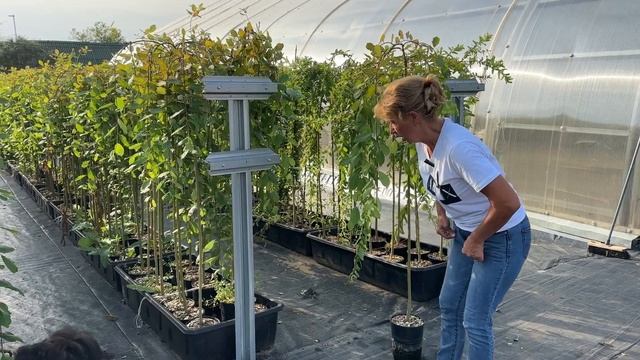 Пластиковые поддоны для ивы и других растений. Русская ива. смотреть онлайн