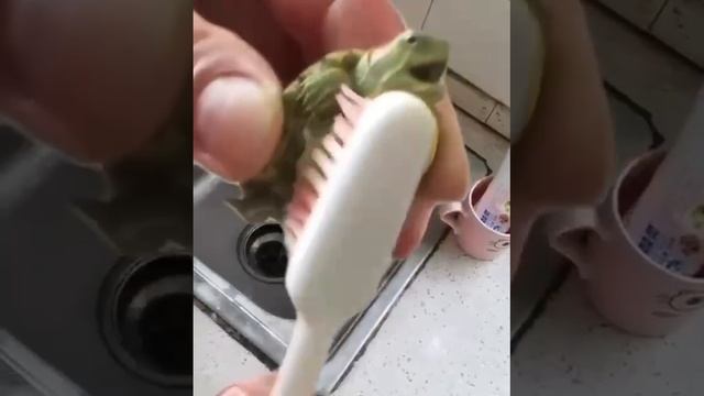 Does not like tickling