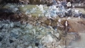 Многоцелевой измельчитель РАСПЕР перерабатывает полиэтиленовую пленку