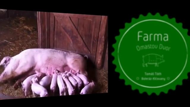 pigs смотреть онлайн