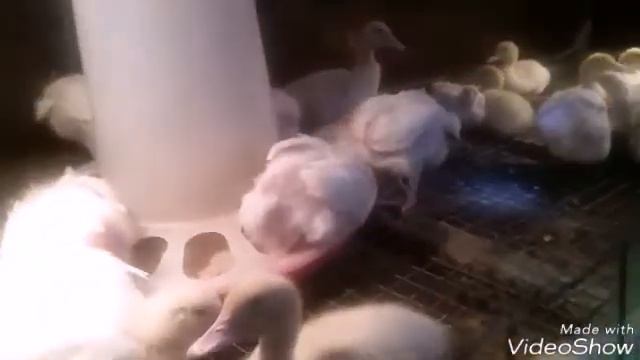 Обзор птицы.Бройлеры Кобб 500.Цыплята,утята. смотреть онлайн