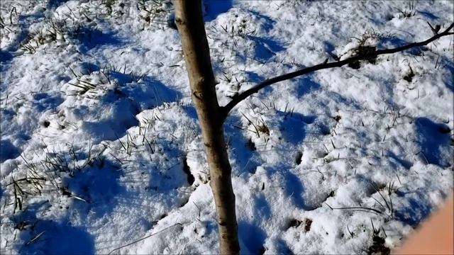 #009 Bob's LIVE: Pruning Apple Trees смотреть онлайн