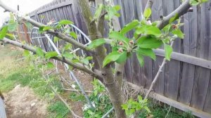 how to grow an apple tree