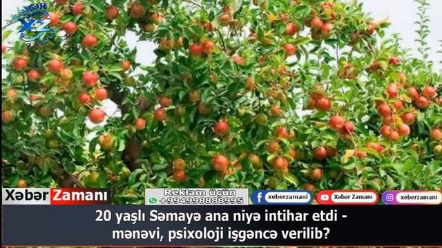 20 yaşlı Səmayə ana niyə intihar etdi - mənəvi, psixoloji işgəncə verilib? смотреть онлайн