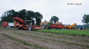 Grimme Varitron 470 - Loonbedrijf Van Hal - aardappelen rooien