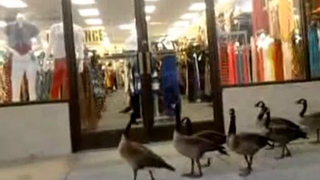 Geese Go Window Shopping смотреть онлайн