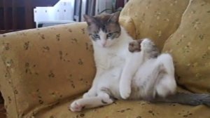 sitting cat