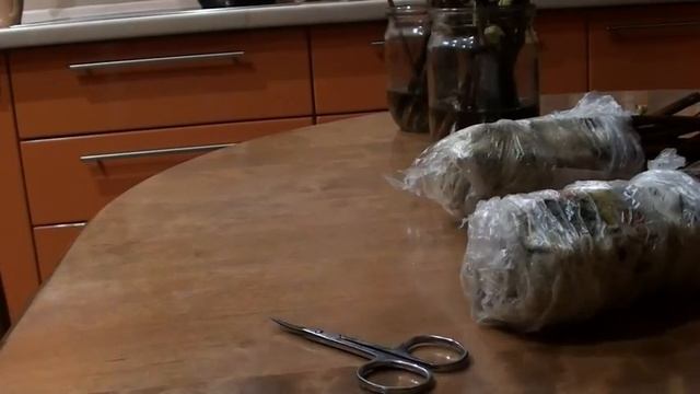укоренение черенков винограда