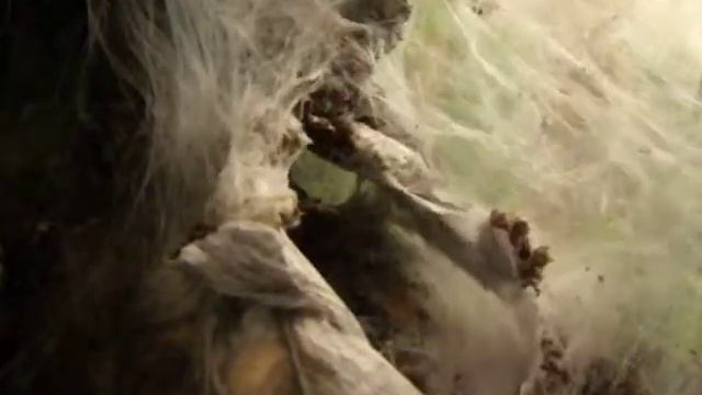 Psalmopoeus pulcher 1.avi смотреть онлайн