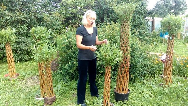 Уход за живыми плетеными деревьями - Часть 1 смотреть онлайн