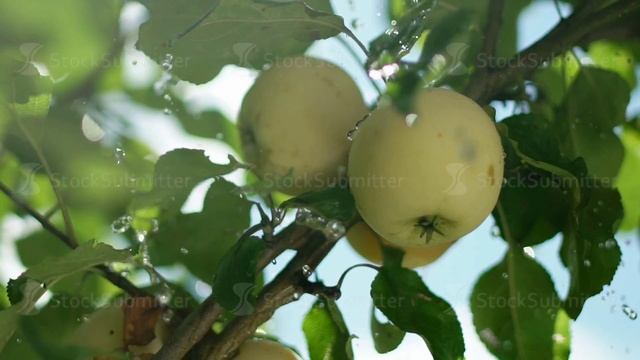 Two apples on a branch. Two ripe apples on a tree. Apple tree. Green apple смотреть онлайн