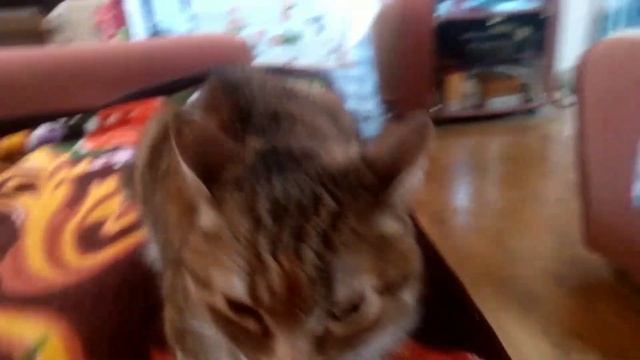 10 минут уговариваю кошку сказать гав гав смотреть онлайн