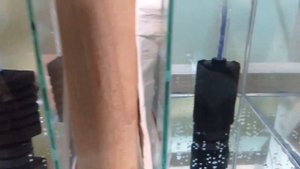 Нерест крапчатых сомов Развитие икры коридорасов Выход личинки