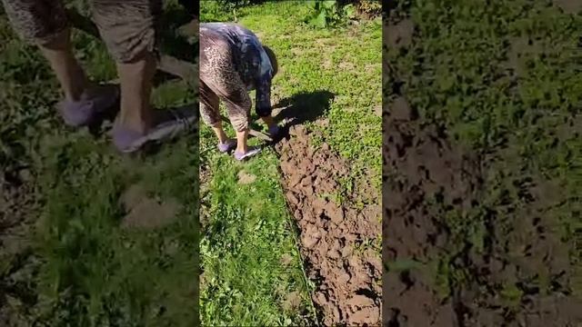 Выходные на даче 2024