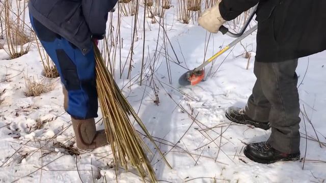 Русская ива. Резка Американки и Корзиночной на плантации смотреть онлайн