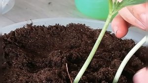 ПРИВИВКА АРБУЗА НА ЛАГЕНАРИЮ. 🌱