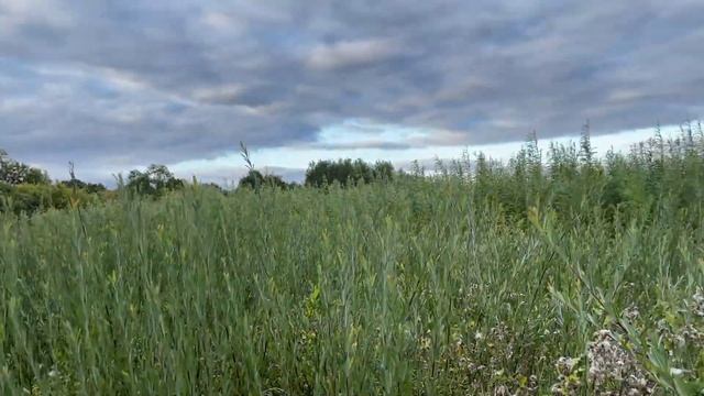 Для чего мы выращиваем иву. Видео-обзор. Русская ива. смотреть онлайн