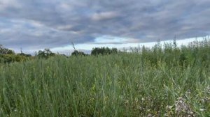 Для чего мы выращиваем иву. Видео-обзор. Русская ива.