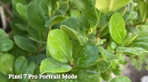 Google Pixel 7 Pro VS iPhone 13 Pro Camera Comparison