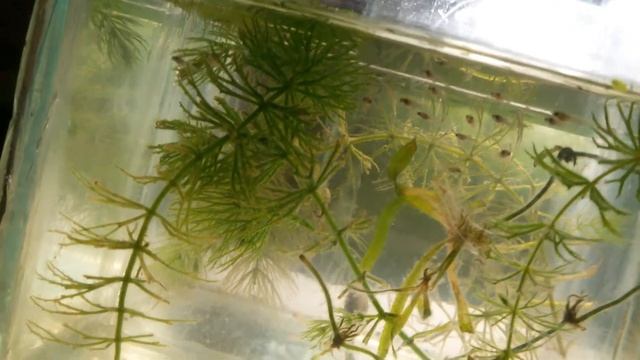 Рождение Гуппи .