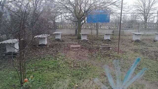 Синицы очень желанные гости на моей пасеке. смотреть онлайн