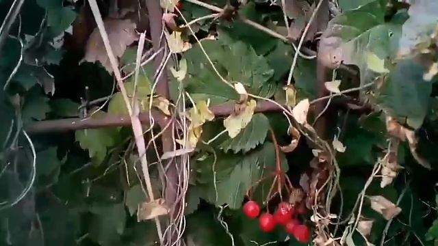 Моя Кира, осенняя прогулка, делаем зарядку под весёлую песенку, учим цвета смотреть онлайн