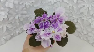 Фиалка БР-Осирис