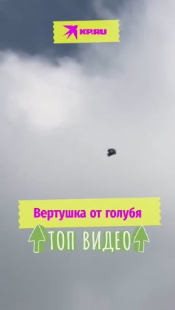 Вертушка от голубя