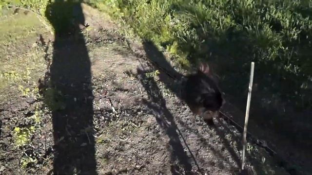 Русская ива. Видео-обзор. Плетение изгороди. смотреть онлайн