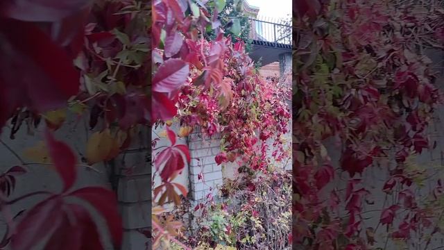 Осенняя прогулка/яркие краски природы/Тарасовка