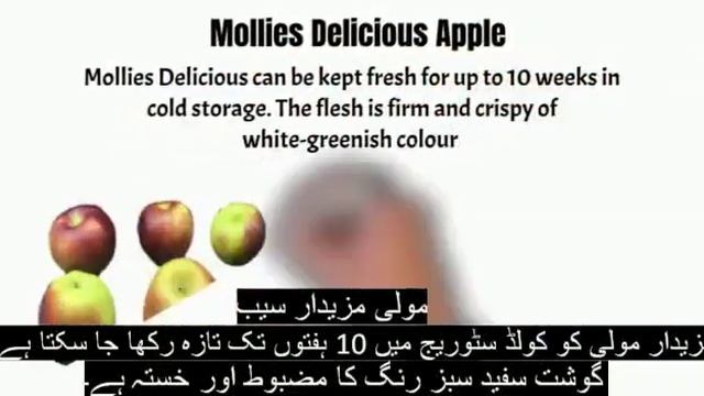 THE HARVESTING SEASON OF APPLE IN THE BEAUTIFUL PARADISE OF KASHMIR