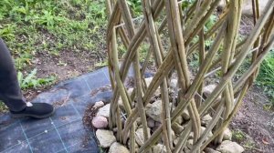 Русская ива. Живая беседка из ивы спустя год.