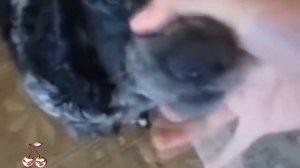 собака исполняют песню линкин парк