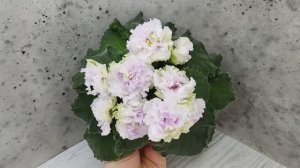 Фиалка АВ-Свадебное Путешествие